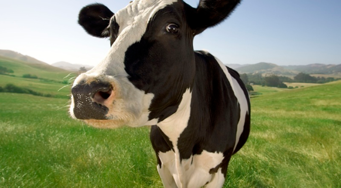 “Moo”, says the Cow
